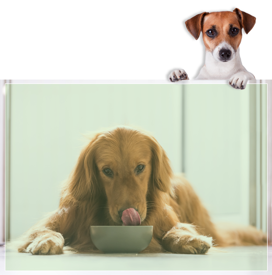 Working Dog Food Free Delivery On All Orders Maultbys